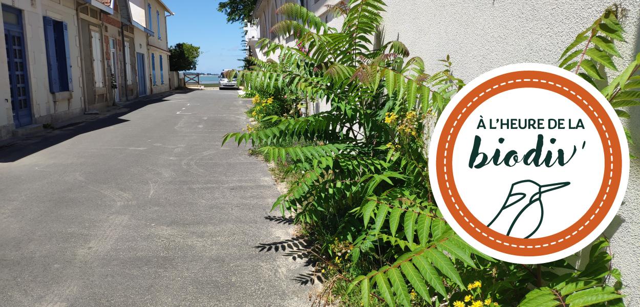 [À l'heure de la biodiv' !] Végétalisation 2/3 : quels pièges à éviter dans le choix des végétaux ?