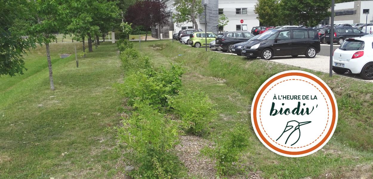 [À l'heure de la biodiv' !] Parcours de l'eau 1/4 : Les solutions naturelles pour la gestion du pluvial