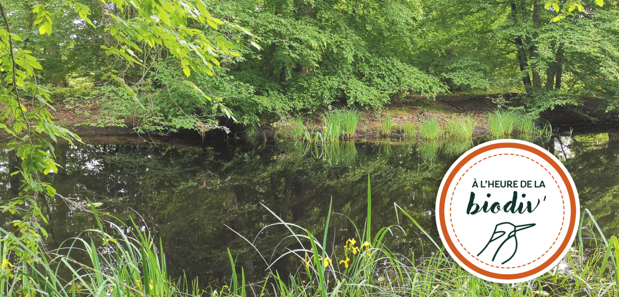 [À l'heure de la biodiv' !] Parcours de l'eau 3/4 : Saisir les opportunités des milieux humides