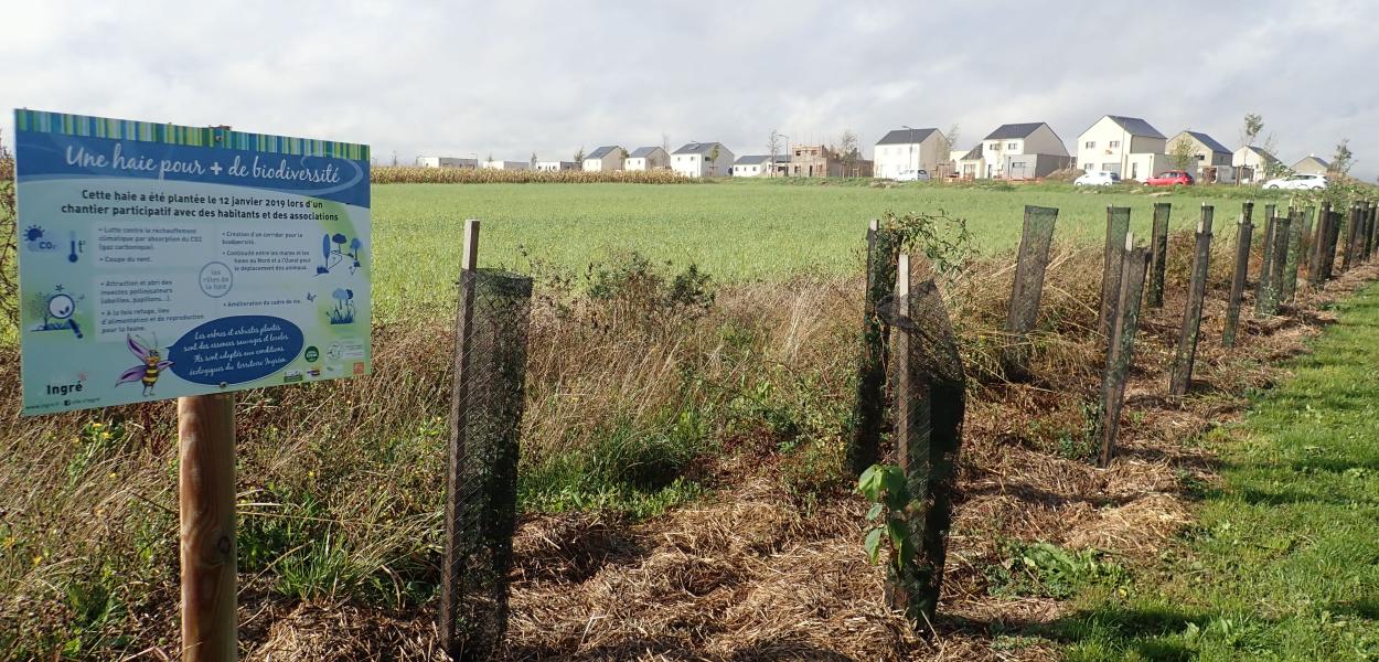 Végétaliser mon territoire et gérer les invasives | Ingré (45)