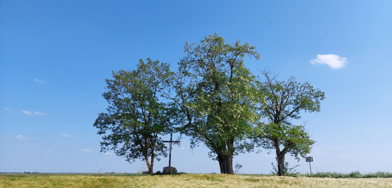 "Un territoire, des arbres" lancement du projet d'inventaire des arbres du Pays Loire Beauce