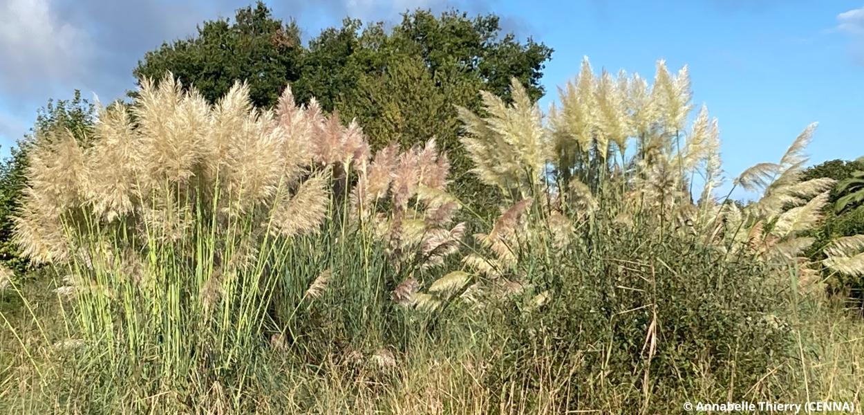 Solutions et outils pour faire face à l’Herbe de la pampa | CdR EEE