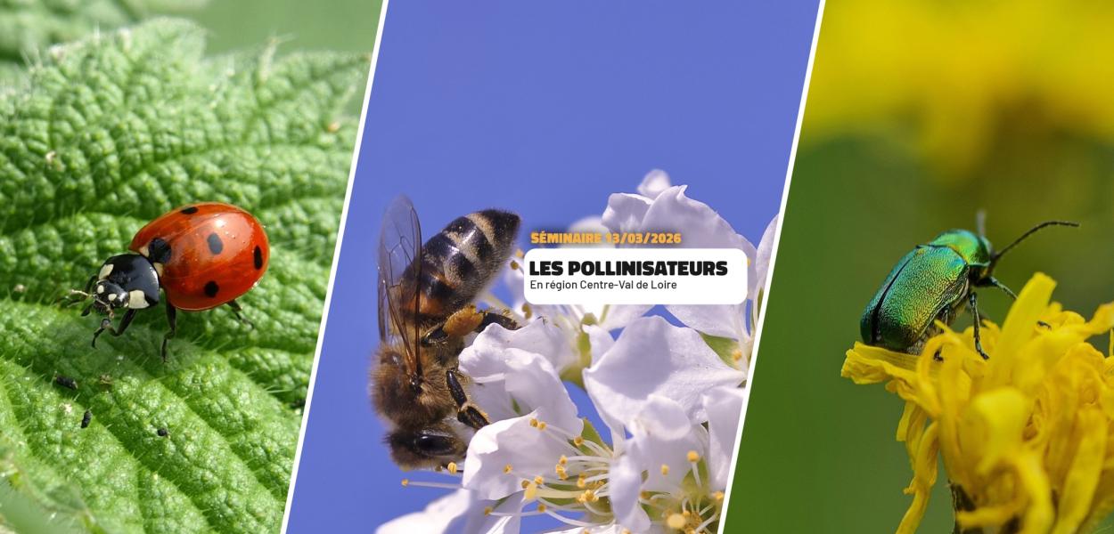Séminaire - Les pollinisateurs en Centre-Val de Loire | FNE Centre-Val de Loire
