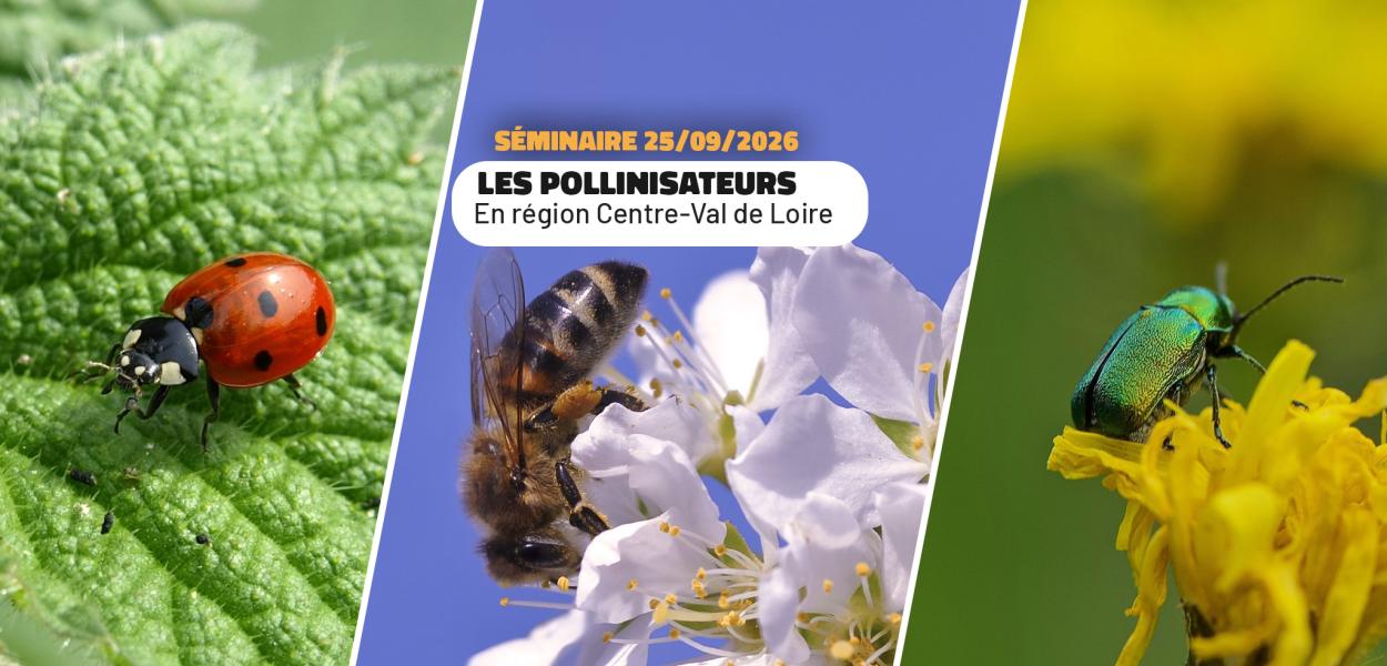 Séminaire - Les pollinisateurs en Centre-Val de Loire | FNE Centre-Val de Loire