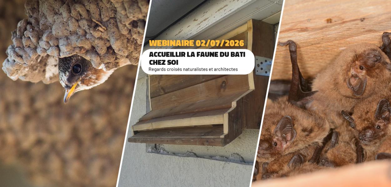 Accueillir la faune du bâti chez soi : regards croisés naturalistes et architectes | FNE Centre-Val de Loire