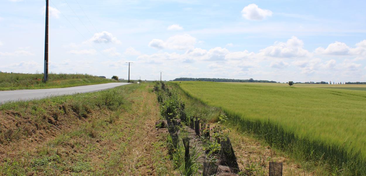 Planter des haies sur mon exploitation