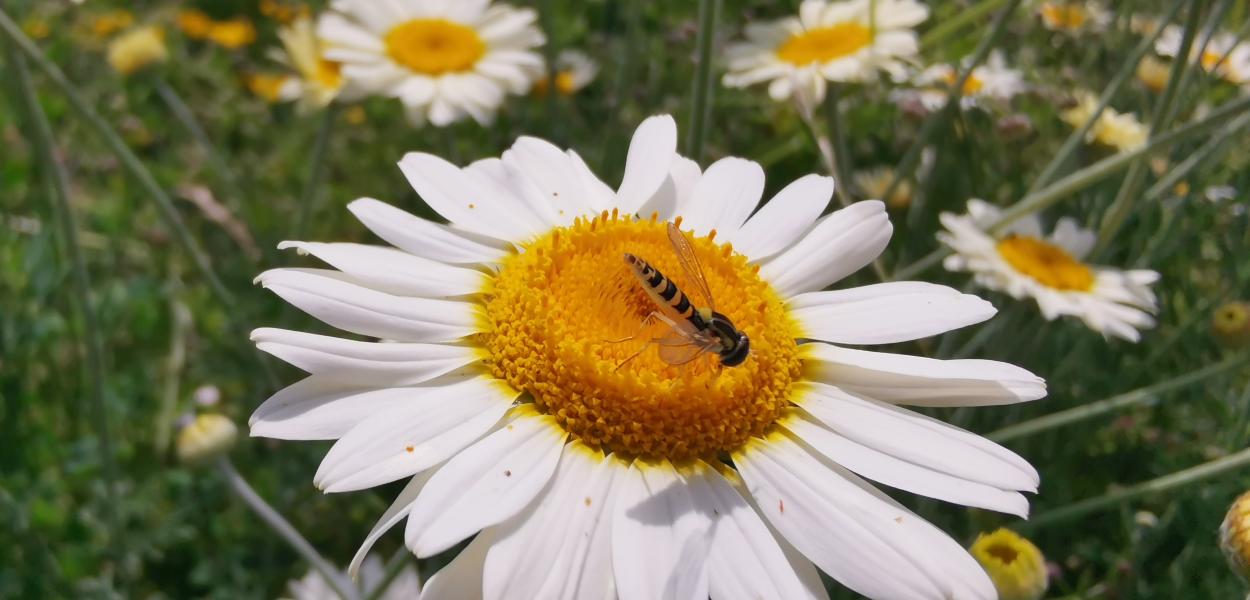 Observer et sauvegarder la biodiversité sur mes parcelles agricoles