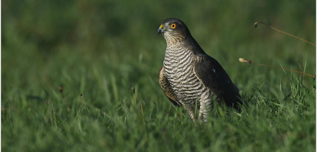 Faire revenir les oiseaux sur mes terres agricoles