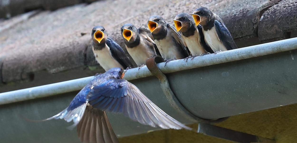 Accueillir la biodiversité dans le bâti