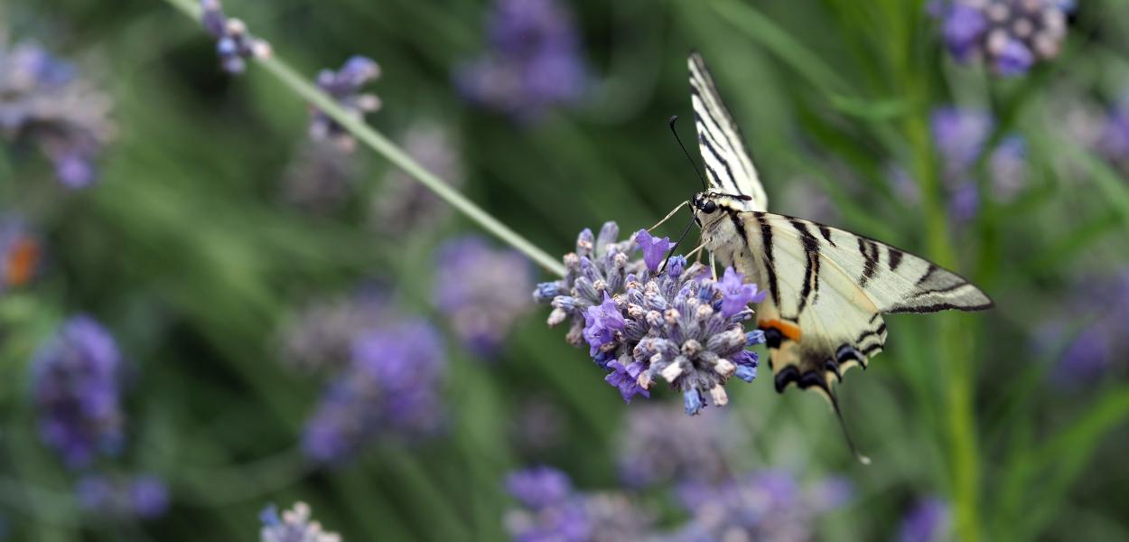 Accueillir la biodiversité au jardin