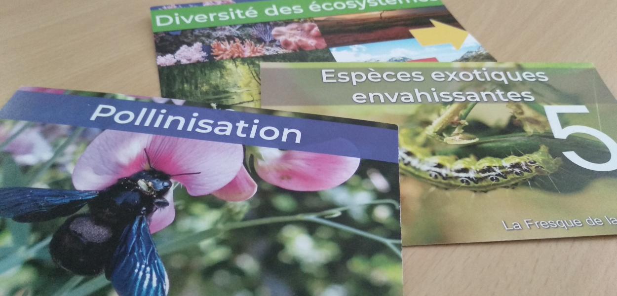 Participer à une des Fresques en lien avec la biodiversité