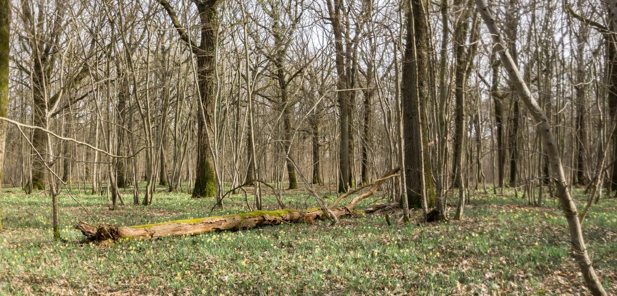 Évaluer le potentiel d'accueil en biodiversité d'une forêt