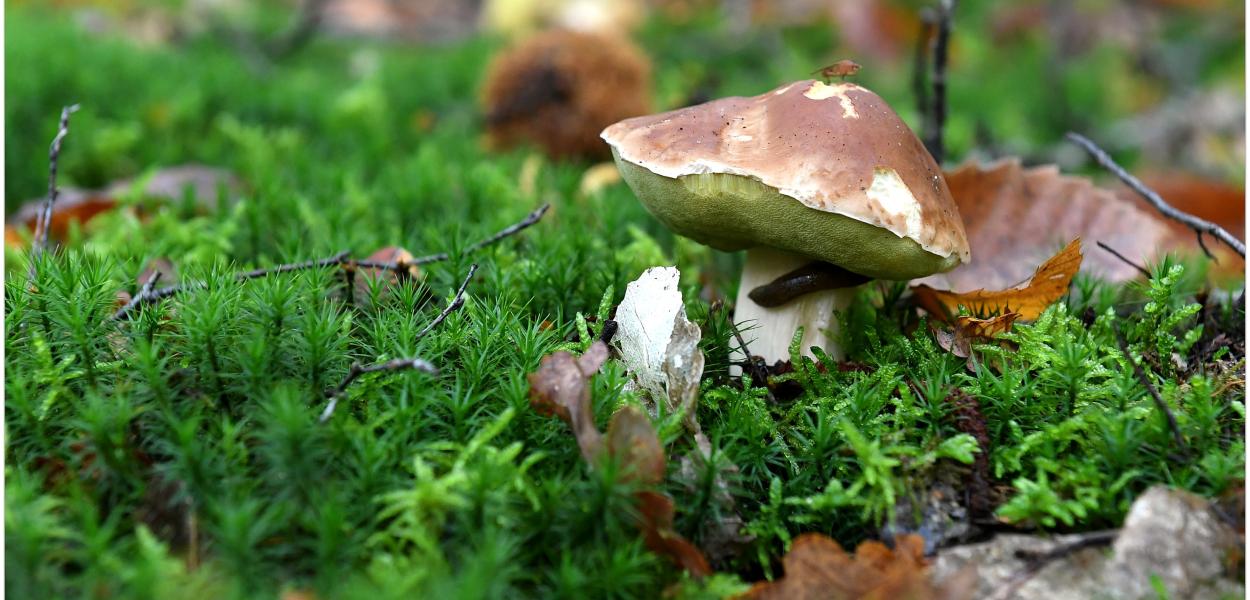 Parler de la biodiversité forestière dans ma classe