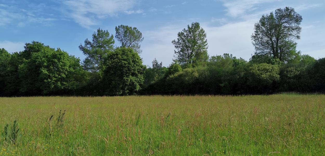 Planter des haies sur mon exploitation