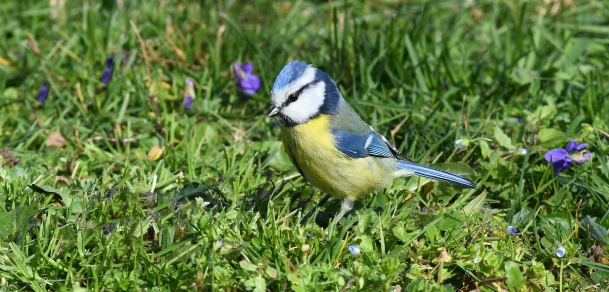 Contribuer à un inventaire participatif : suivre les oiseaux communs