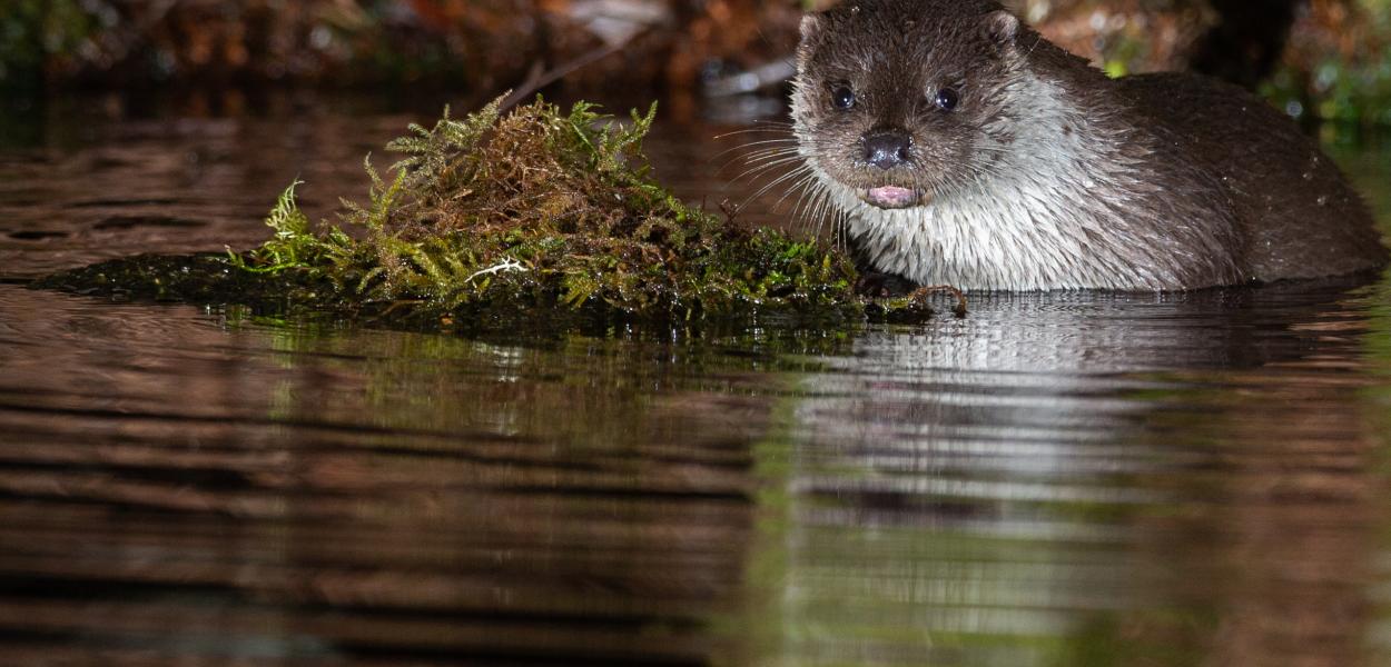 Mini conférence sur l'état des lieux régional de la biodiversité 2022