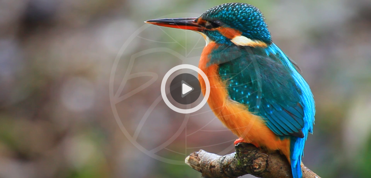 Connaissez-vous vos voisins ? | le Portail de la biodiversité Centre-Val de Loire