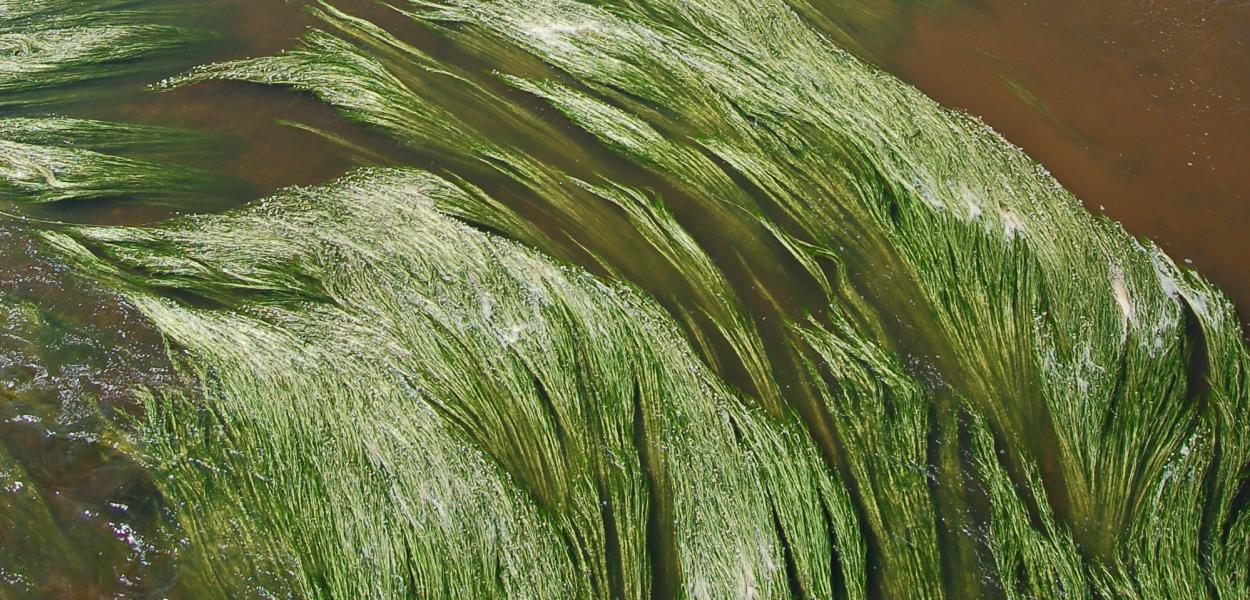 Nouvelles fiches connaissance sur la flore et la végétation aquatique