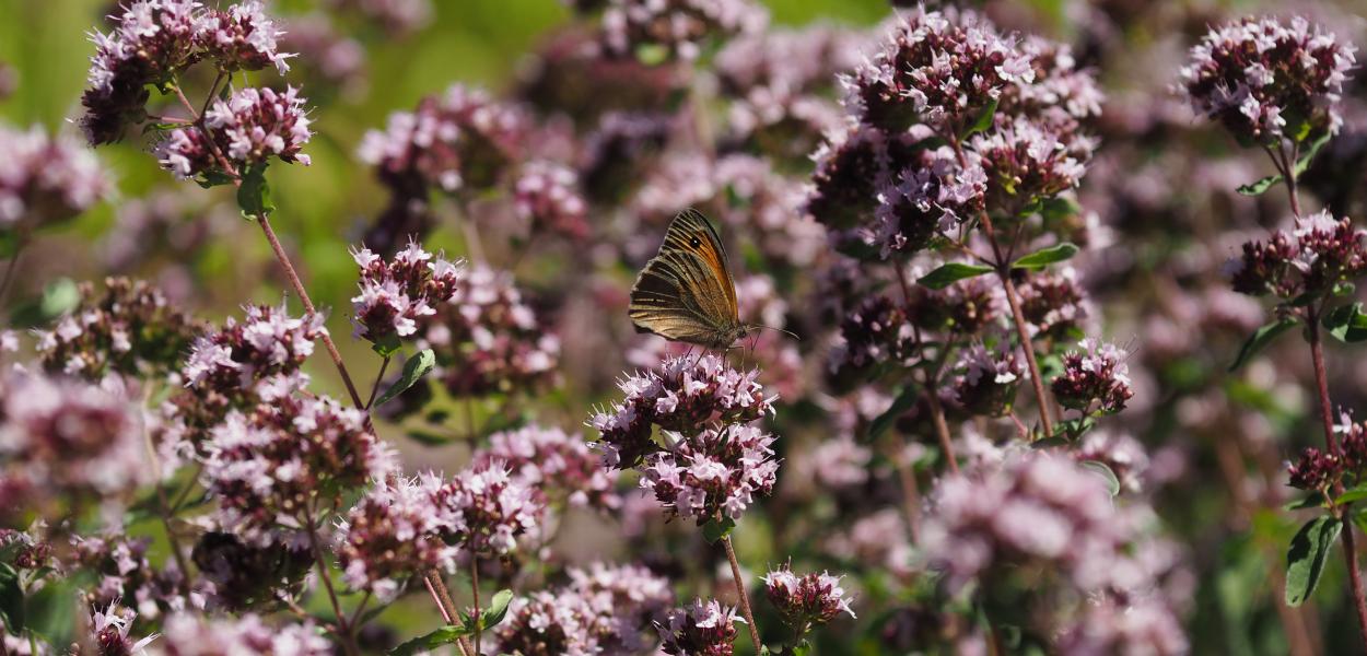 Journée interpoles de l'Observatoire sur les pollinisateurs