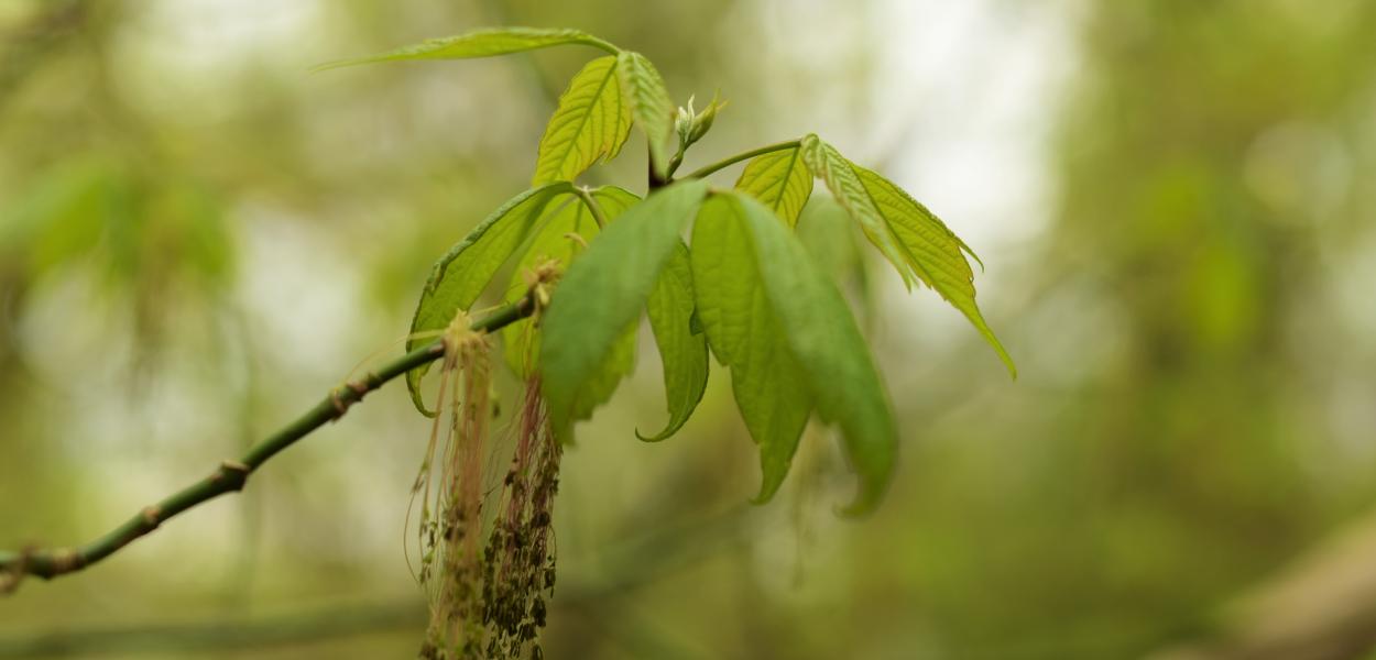 Les espèces exotiques envahissantes