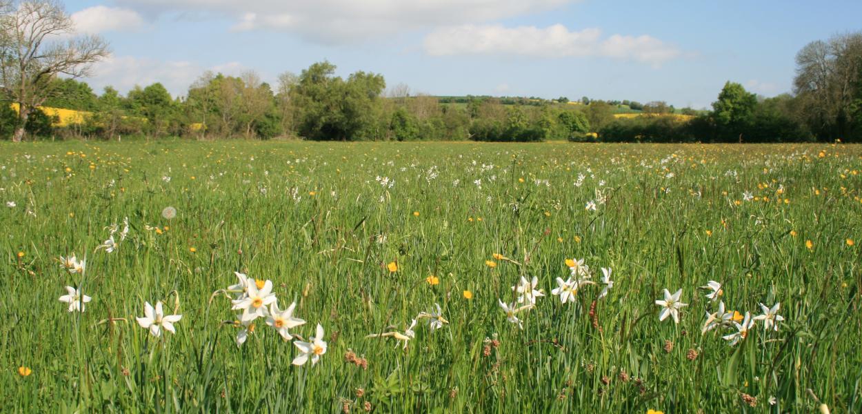 Prairies