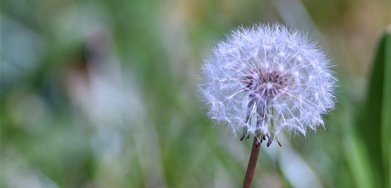 Les causes de perte de la biodiversité