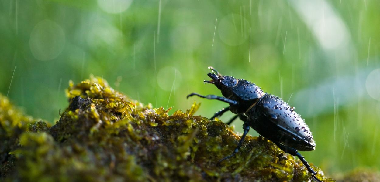 La biodiversité, tissu vivant de notre planète