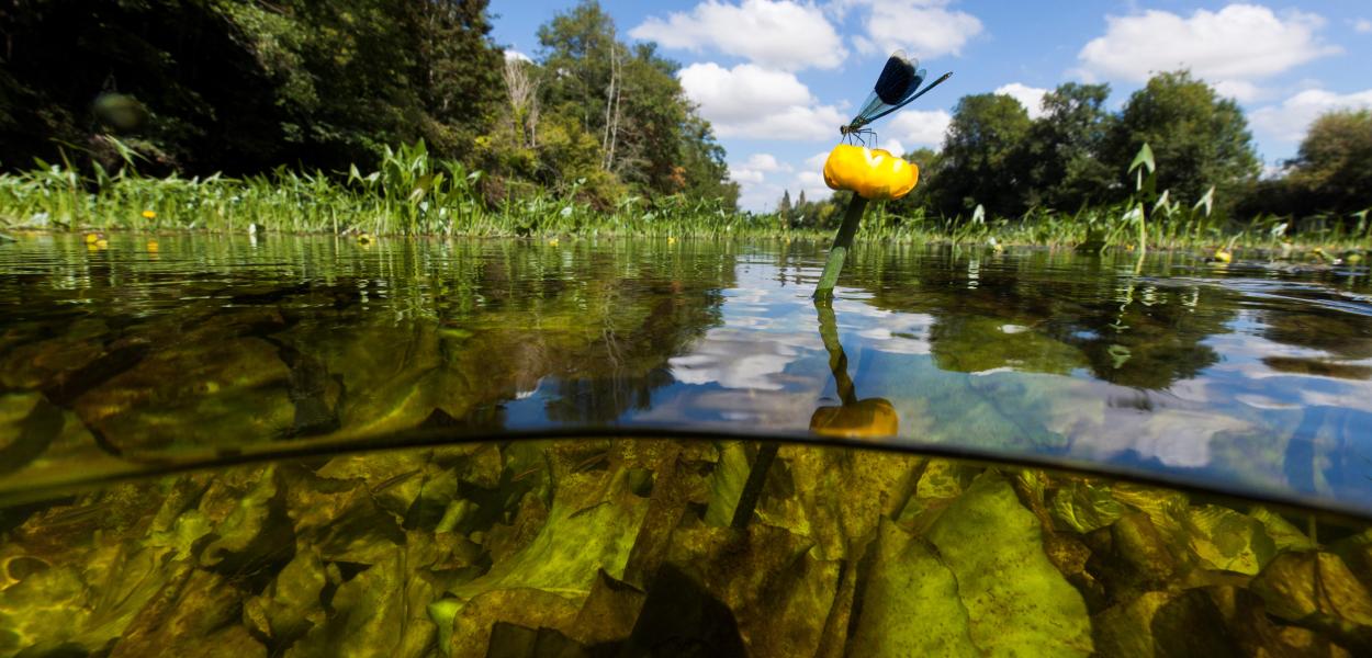 L'Écho Biodiversité