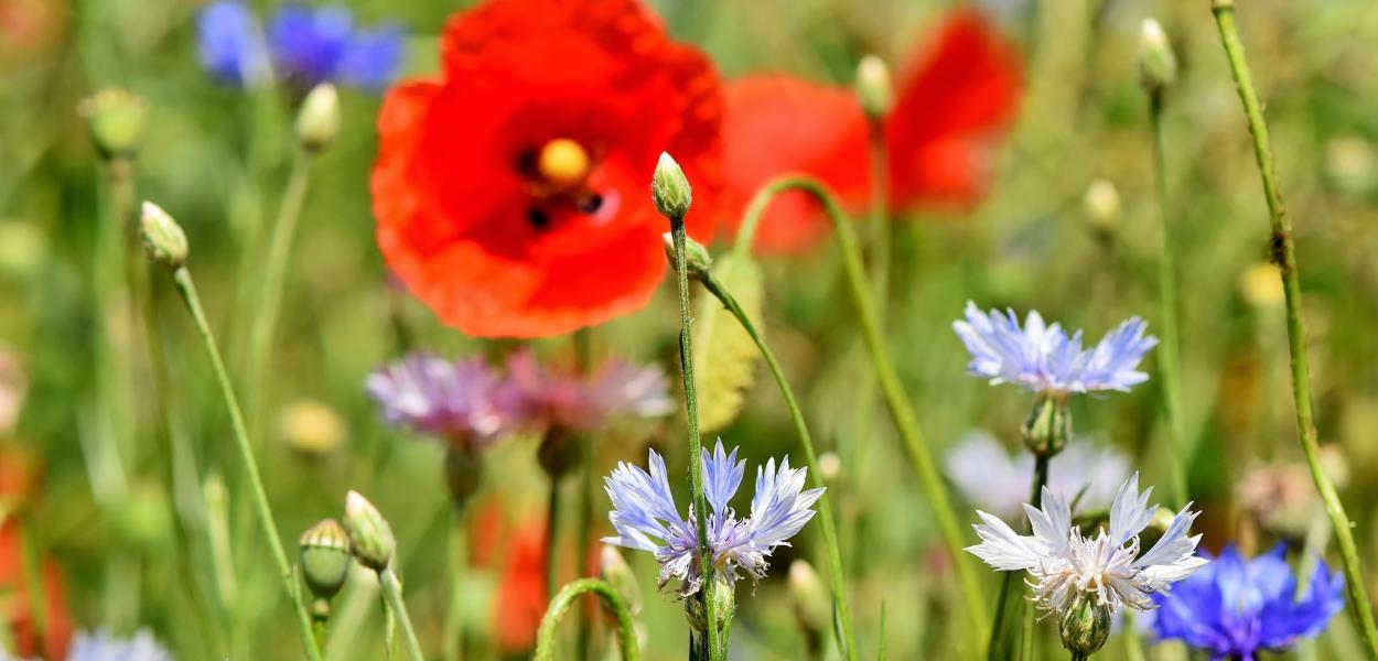 Les solutions d'adaptation fondées sur la nature