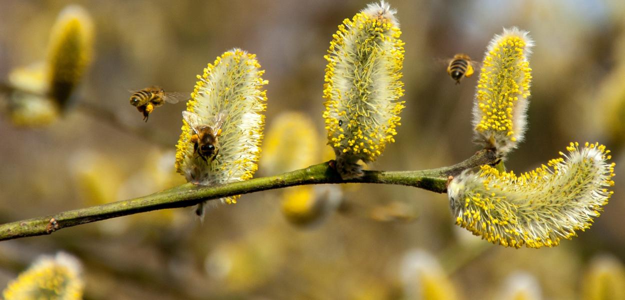 Contacter Conservatoire d'espaces naturels du Loir-et-Cher (Cen 41)