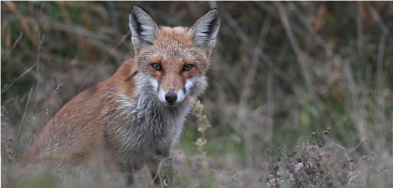 [Témoignage] Martial Queyrie, photographe amateur, et la nature hivernale