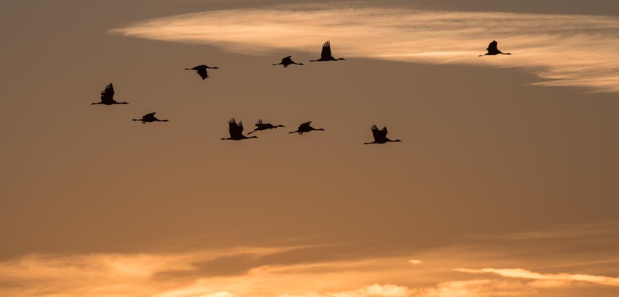 [Témoignage] Vivre le spectacle des grues hivernantes par Stéphane Lebreton