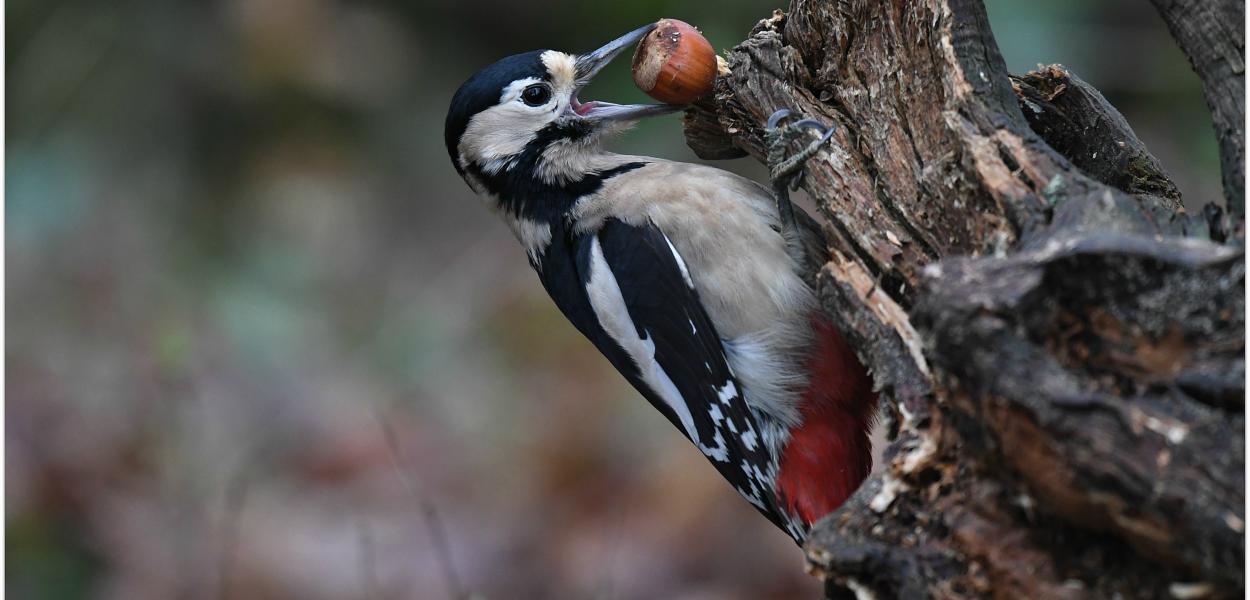 La biodiversité, des services irremplaçables