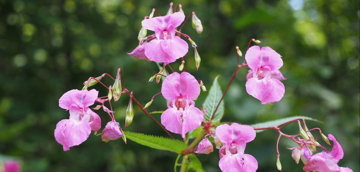 Répertoire photographique des plantes exotiques envahissantes en Centre-Val de Loire | Observatoire