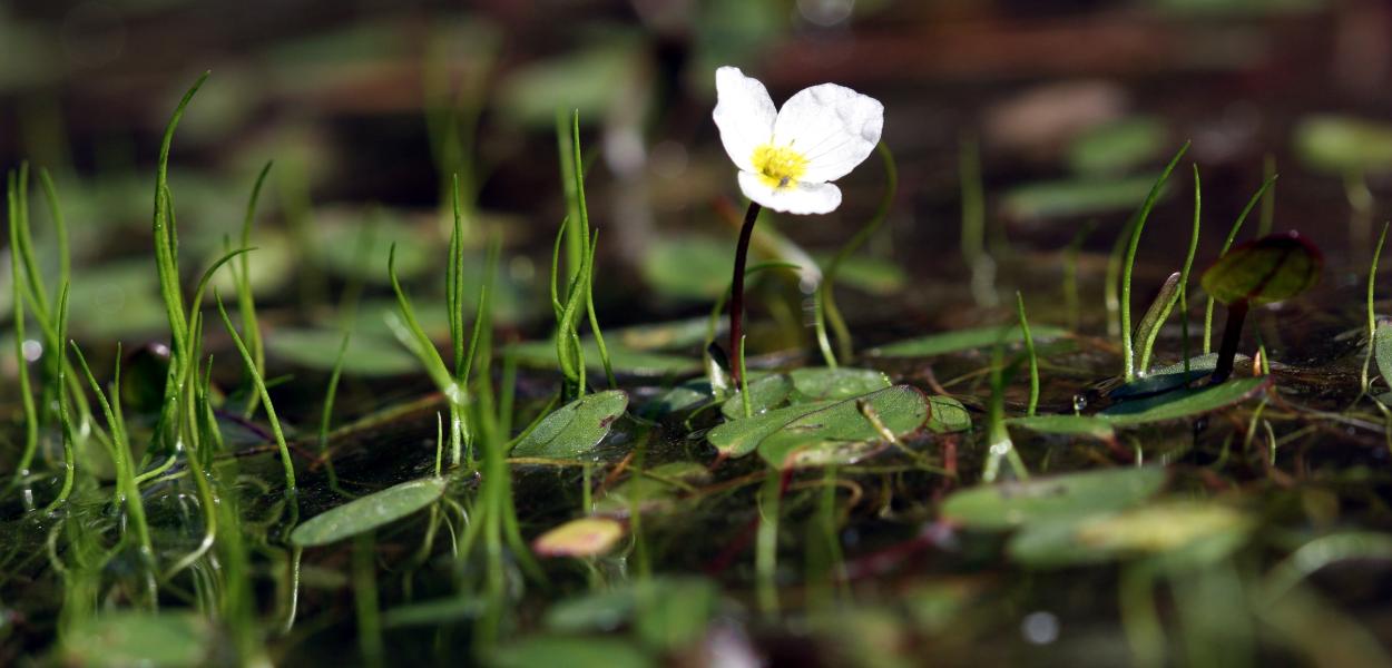 Espèces et habitats emblématiques