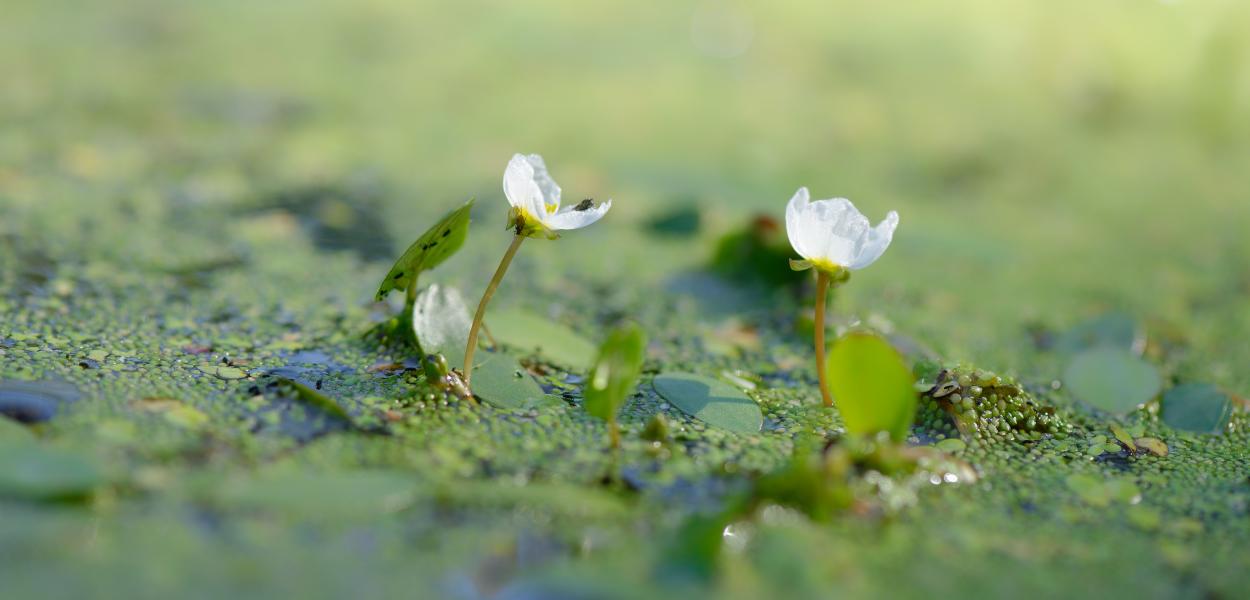 Locaflore, étude et valorisation de la flore locale