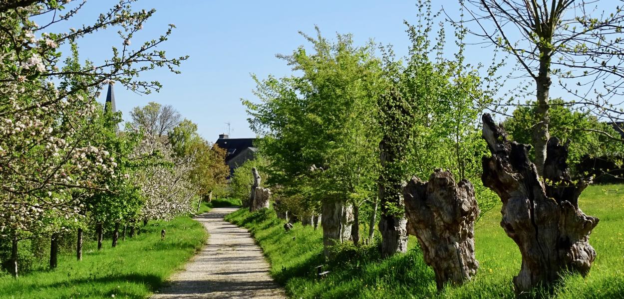 La trogne, arbre paysan emblématique du Centre-Val de Loire
