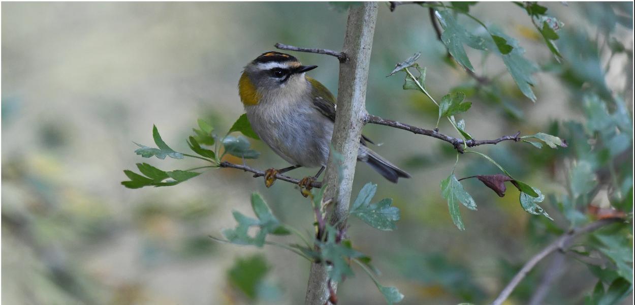 La biodiversité en chiffres