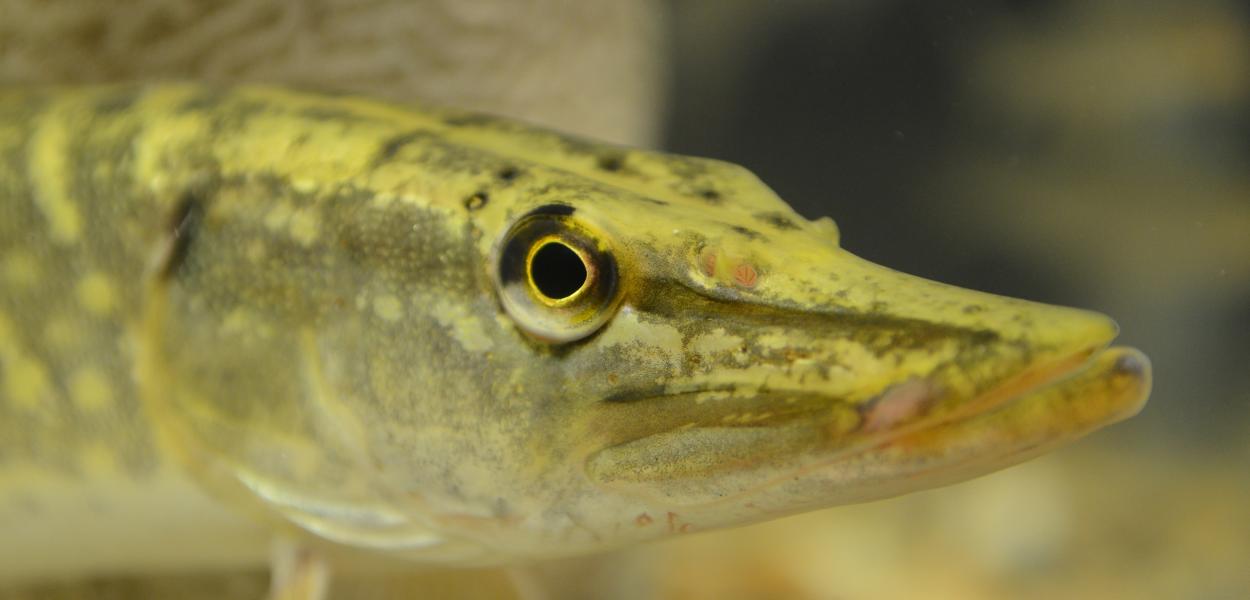 Le Brochet, un redoutable carnassier