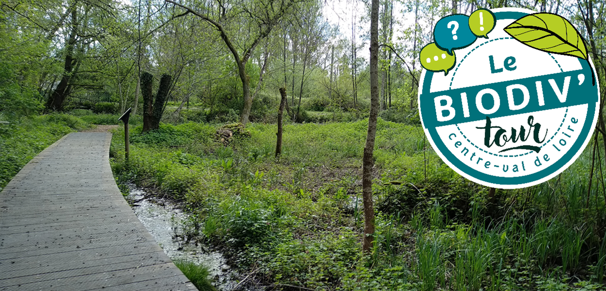 Restauration d'une rivière et d'une zone humide à Mesland