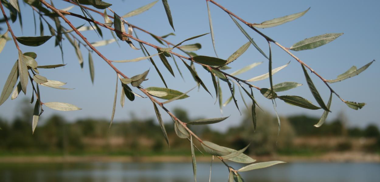 Le Saule blanc, l'arbre qui soulage les douleurs