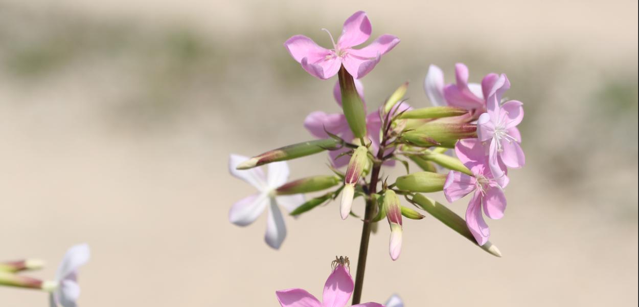 La Saponaire, la plante qui mousse