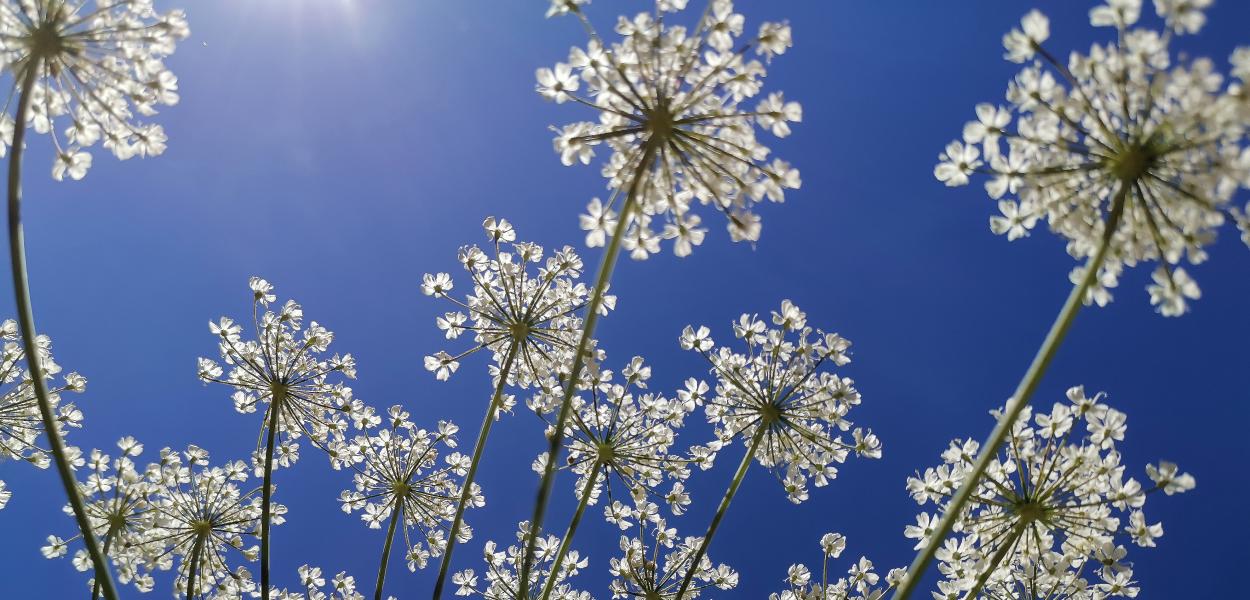 La biodiversité, des services irremplaçables