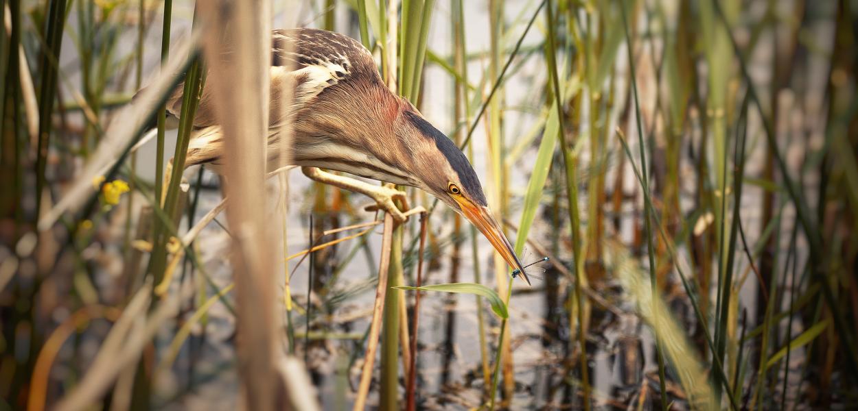 Le Blongios nain, petit héron grandement menacé