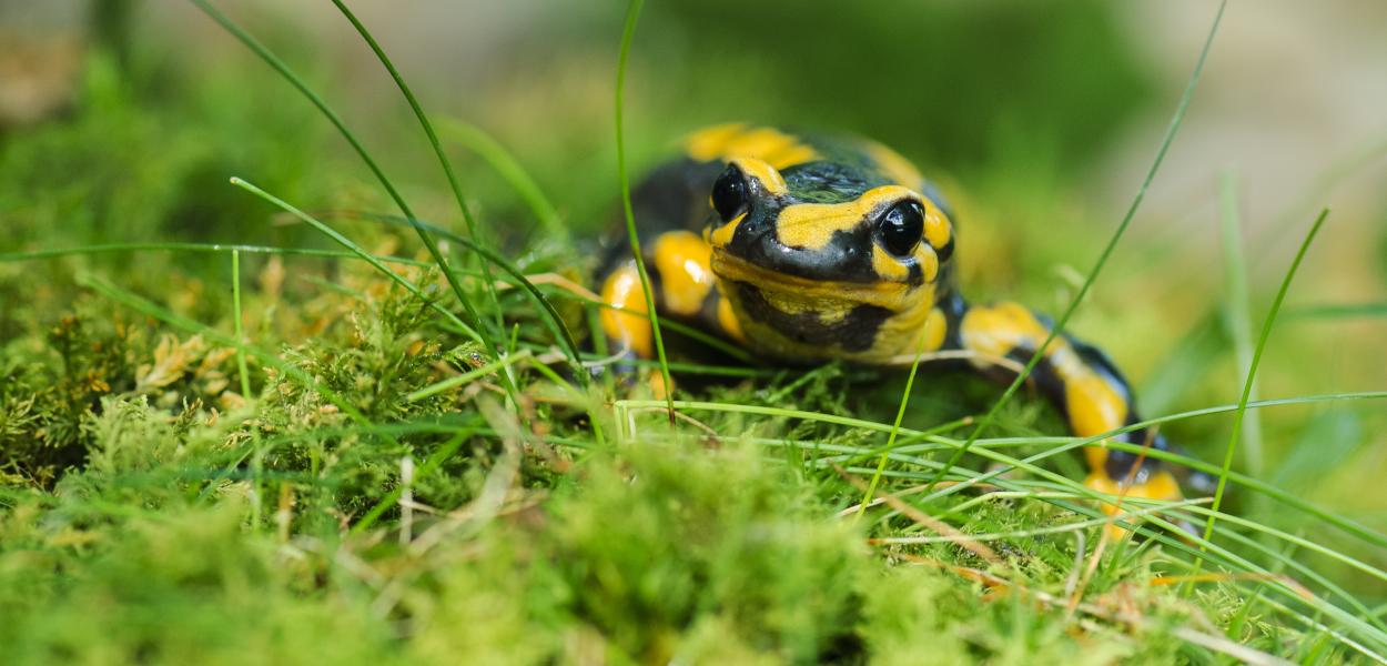 Connaître la biodiversité de mon territoire