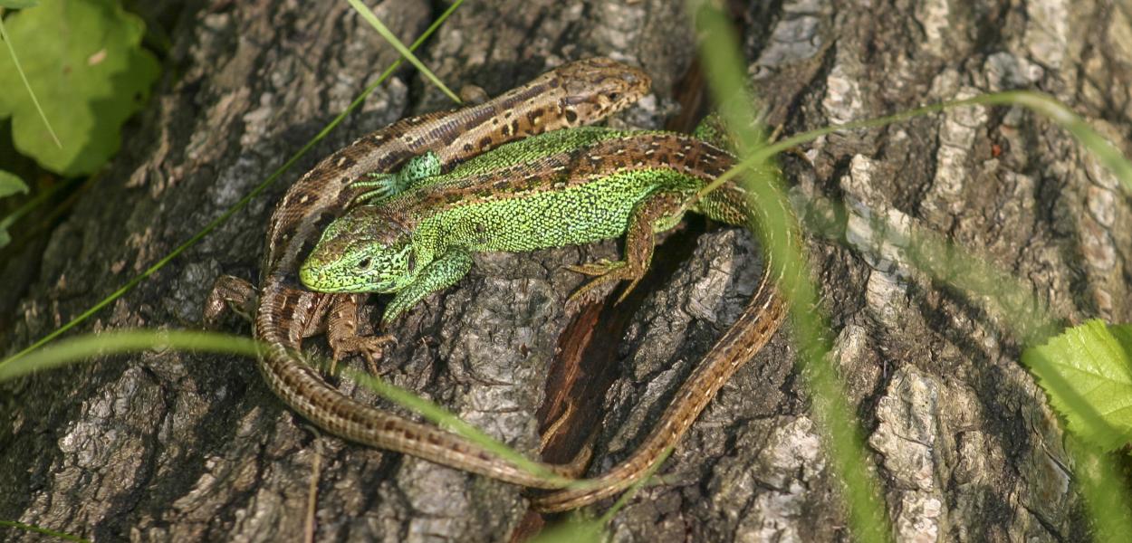Fiches espèces et habitats emblématiques