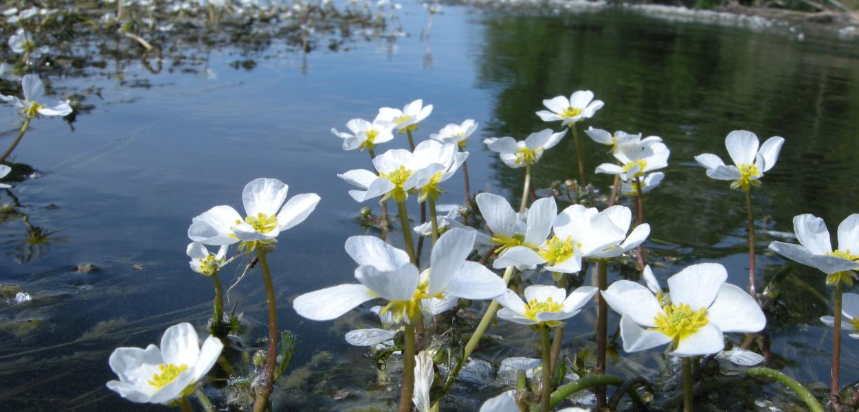 La renoncule des rivières : une plante robuste qui en dit long sur l’eau