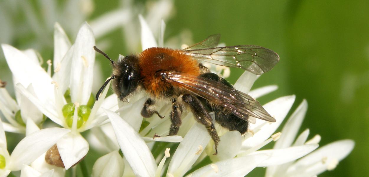 Les Plans nationaux d'actions en faveur des espèces menacées