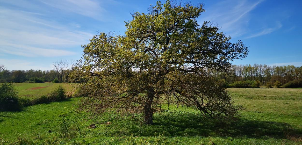 Indicateur | Évolution de l'occupation des sols et des prairies