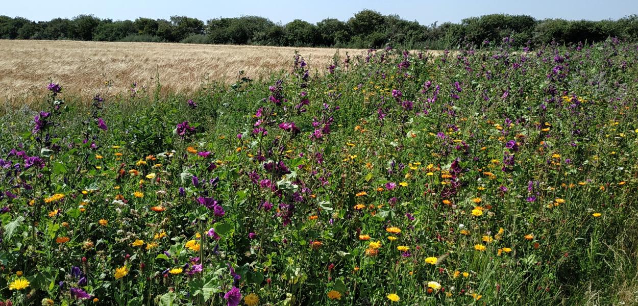 La zone test agricole en faveur de la biodiversité